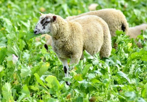 Lamb eating cover crops