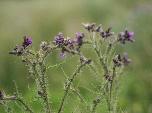 Marsh thistle