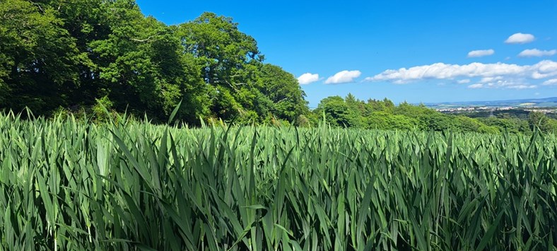 Field of crops.