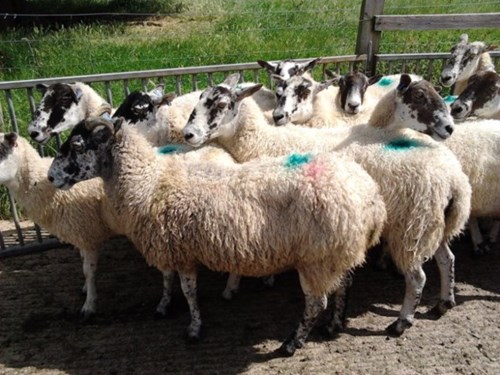 Several ewes in pen