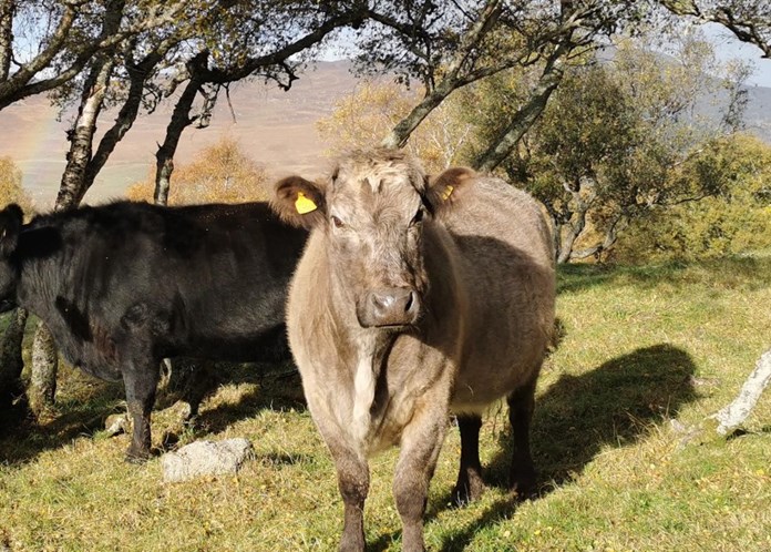 A beige coloured cow in a field looking at the camera