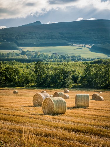 fields of harvested hay with Scottish mountains and sky in the distance