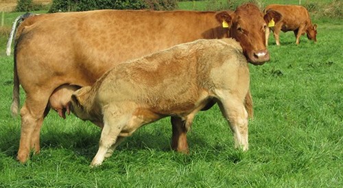 Calf suckling