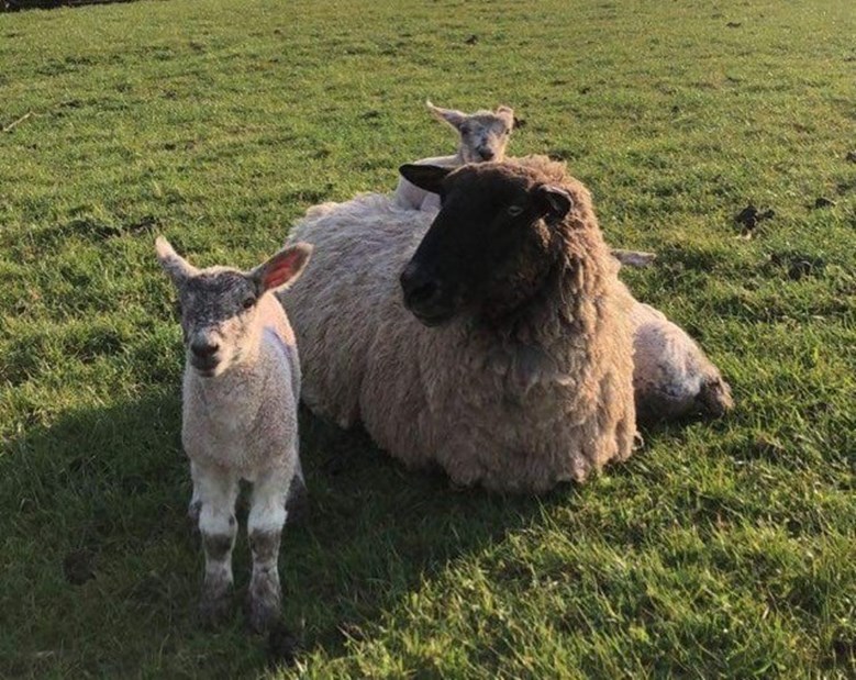 A sheep and two lambs in a field.