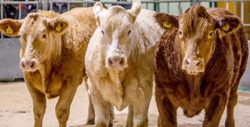 Cattle