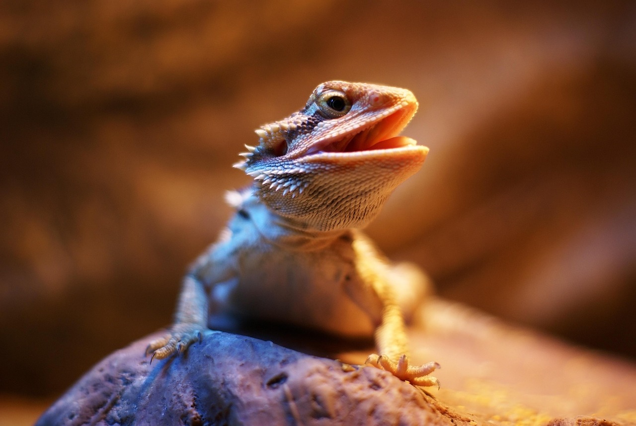 A lizard