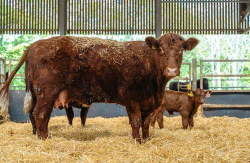 Brown cow with brown calf at foot