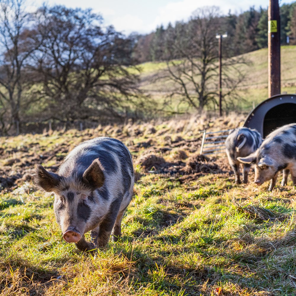 MSc Applied Animal Behaviour and Animal Welfare | SRUC MSc Applied Animal Behaviour and Animal Welfare | SRUC