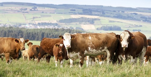 Bull in field surrounded by cow with hill in background