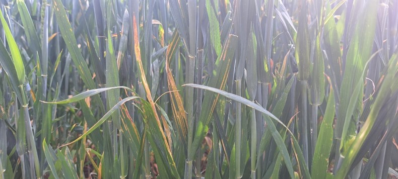 Yellow rust on crops