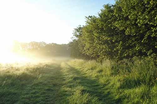 A field track road with trees early in the morning