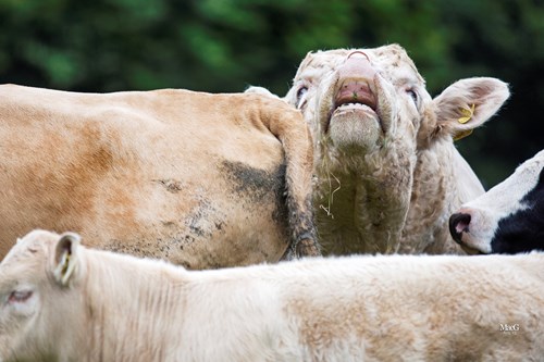 bull with its head in the air beside cows