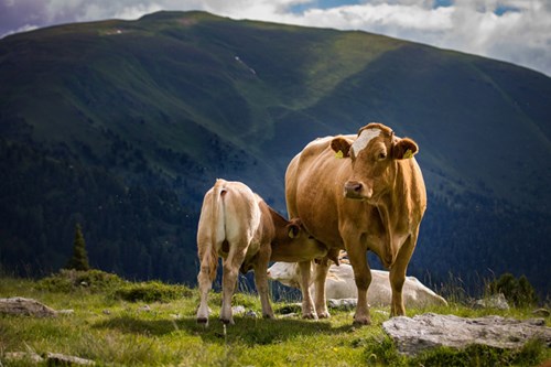 A cow and a calf on a hillside, the calf trying to suckle