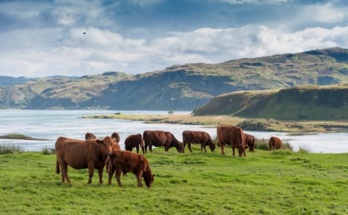 Cows grazing on a grassy field with a river and hills in the background. The sky is cloudy