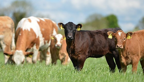 Calves in a field