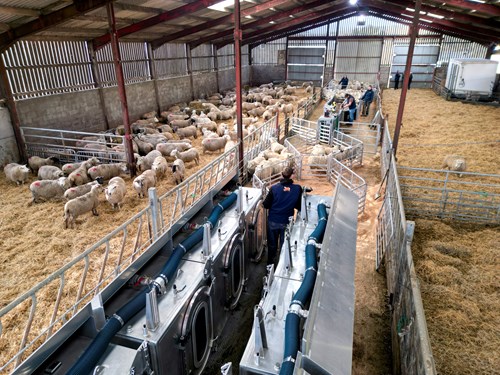 Sheep in a shed