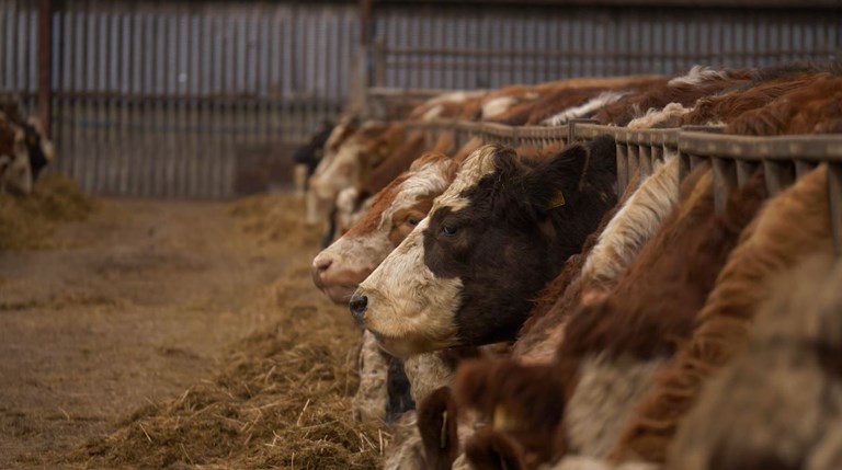 cows in a cowshed eating hay