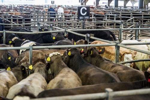 Cattle in a mart