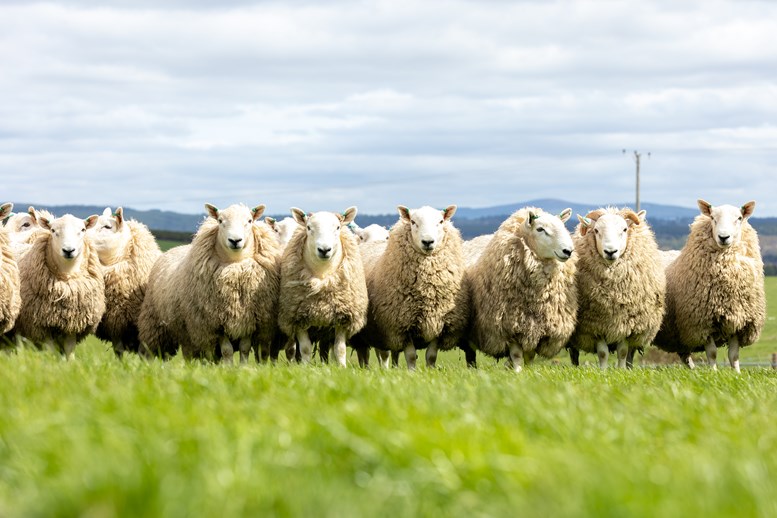 A flock of sheep in a field