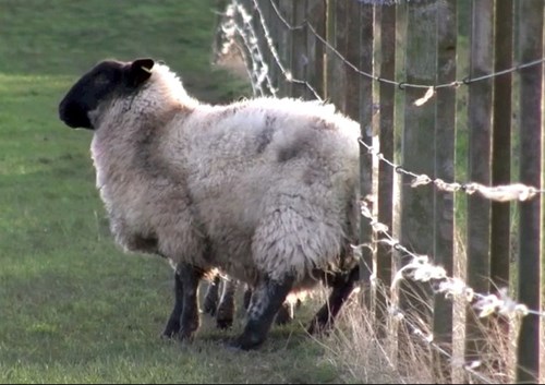 Sheep Scab
