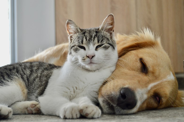 a cat and dog relaxing