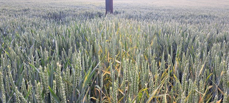 A field of crops