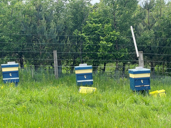 The donated bee hives in Rob's Garden