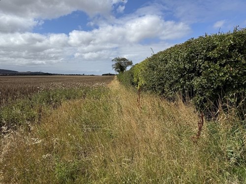 Grass margins and hedges
