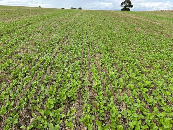 Field of oil radish