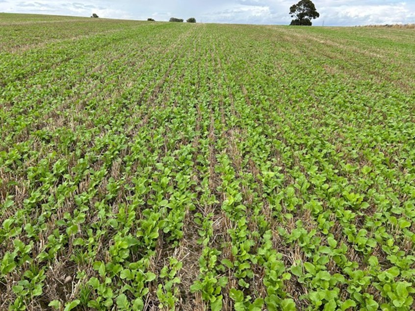 A field of crops