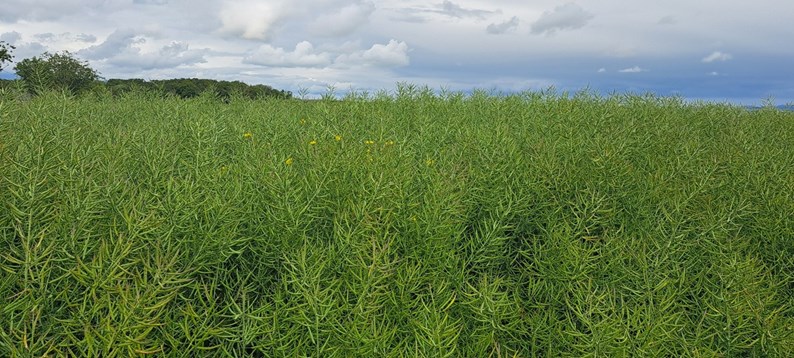 Oilseed rape crops