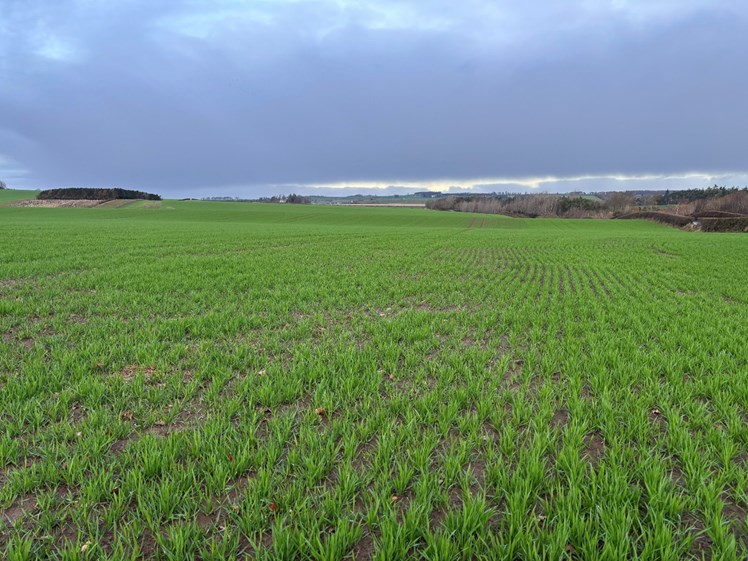 A field of winter wheat crops