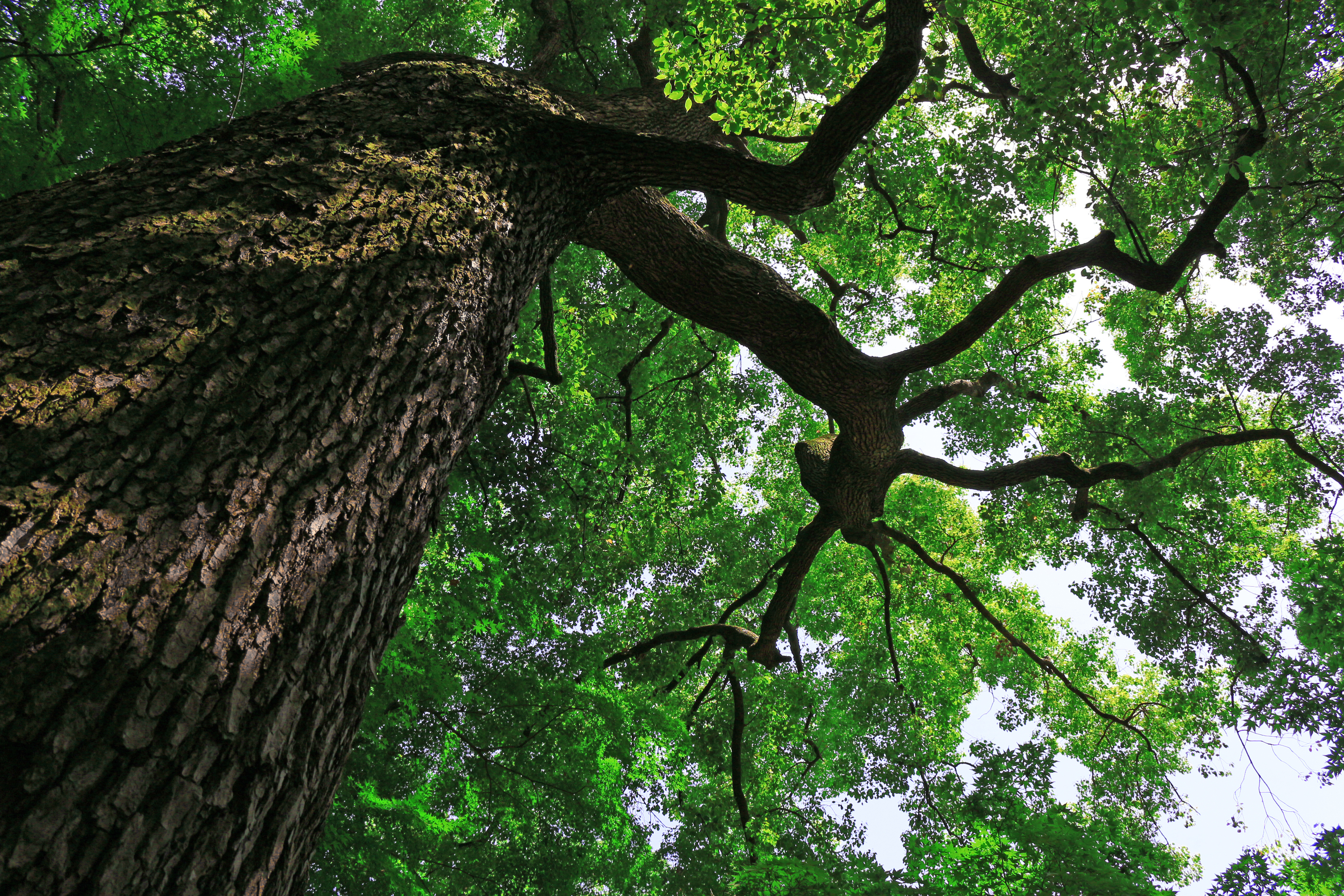 Looking Up At A Tree