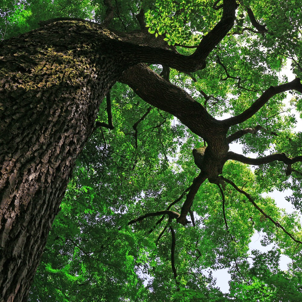 SRUC training courses | Professional Tree Inspection