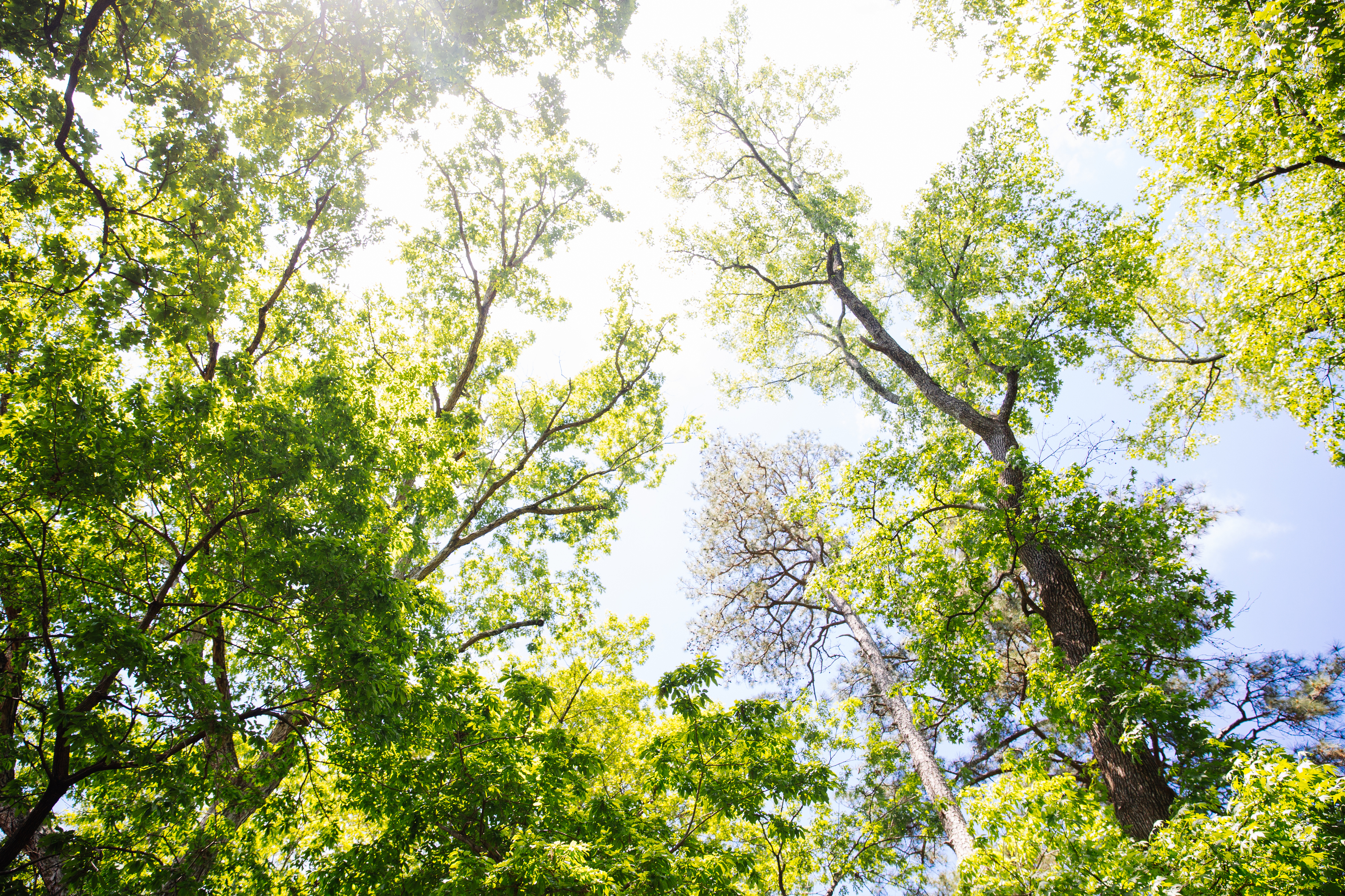 Looking At The Sky Through Trees