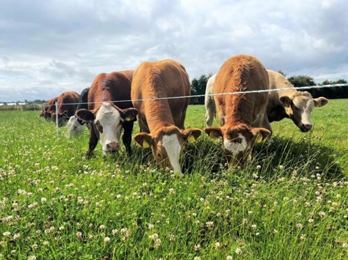 Cows eating grass