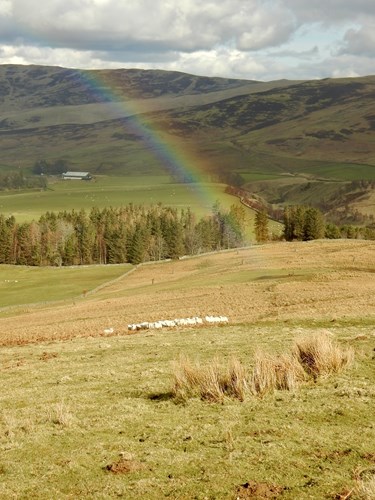 Sheep in a field with a rainbow