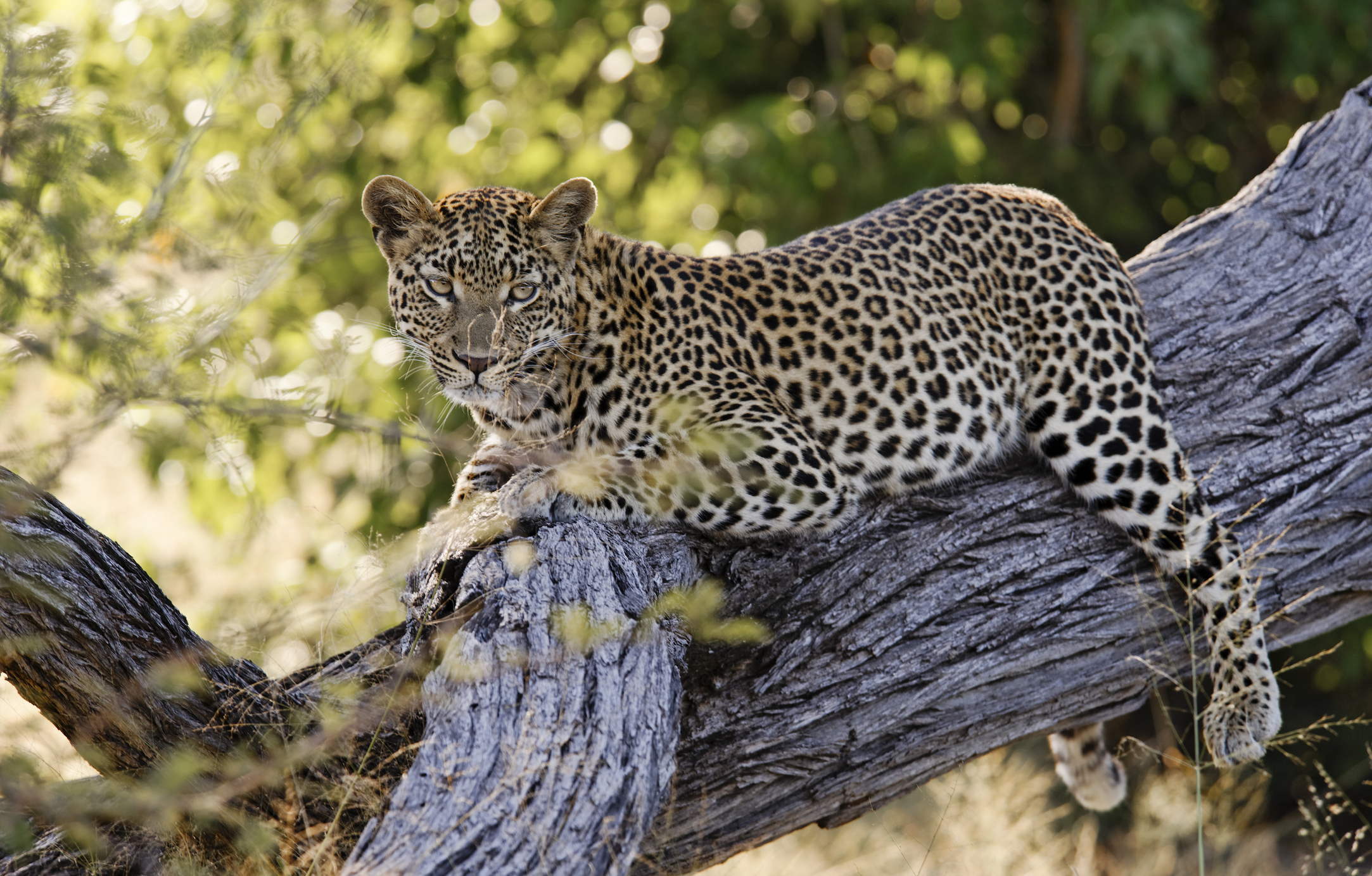 MSc International Animal Welfare Ethics and Law | SRUC MSc International Animal Welfare Ethics and Law | SRUC