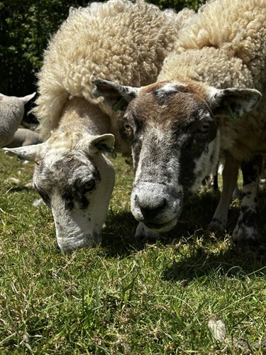 Two sheep grazing in field