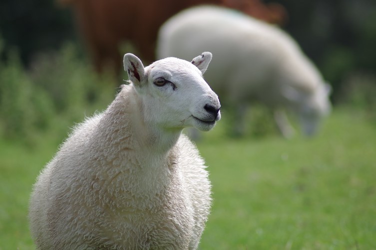 Rickets in sheep | SRUC