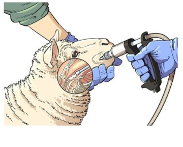 the lamb drenching technique from AHDB