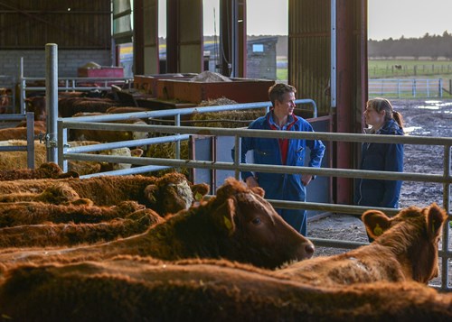 Consultant and farmer at a cow shed