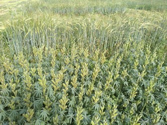 lupins barley with peas