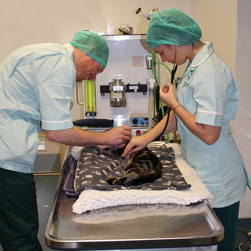 Two vets nursing a cat