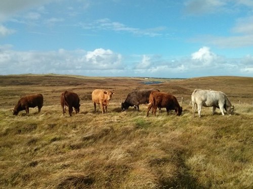 Cows on hill common grazings
