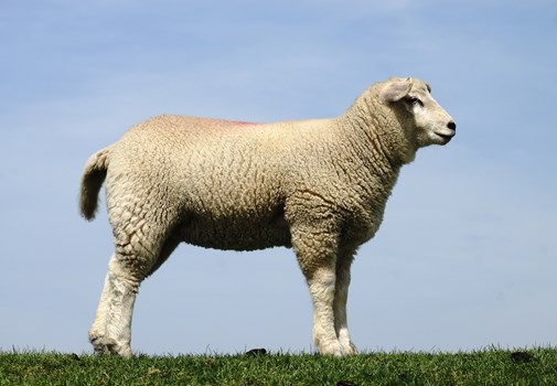 Sheep | SRUC
