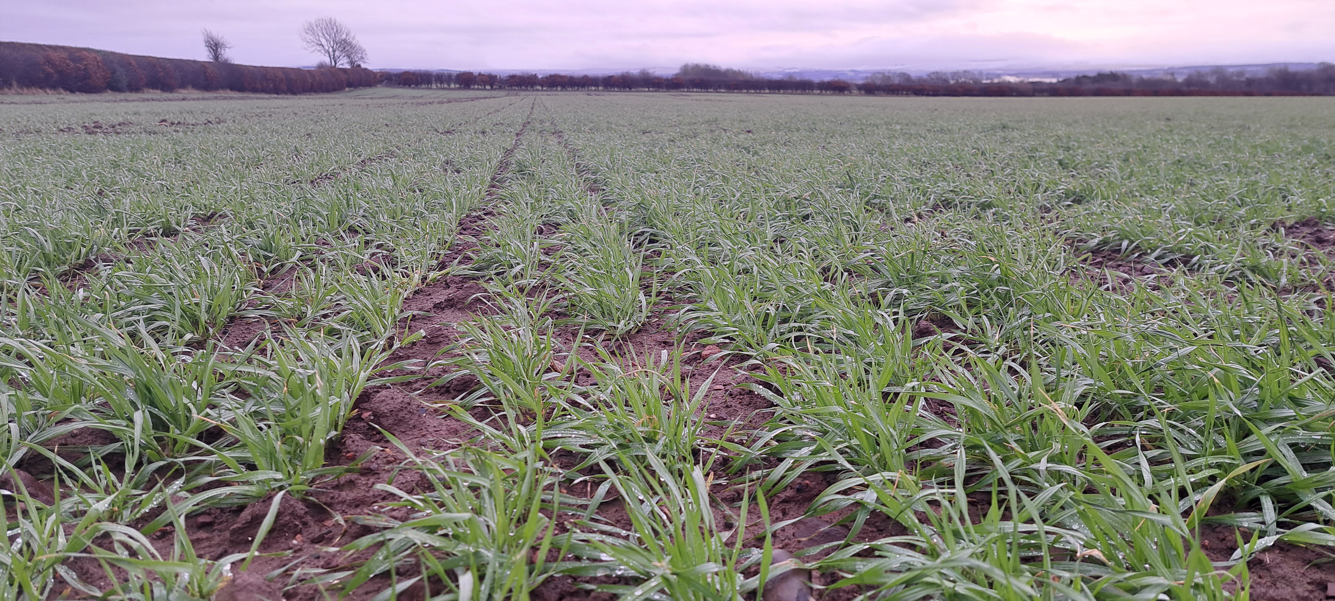 Winter Crops Scotland