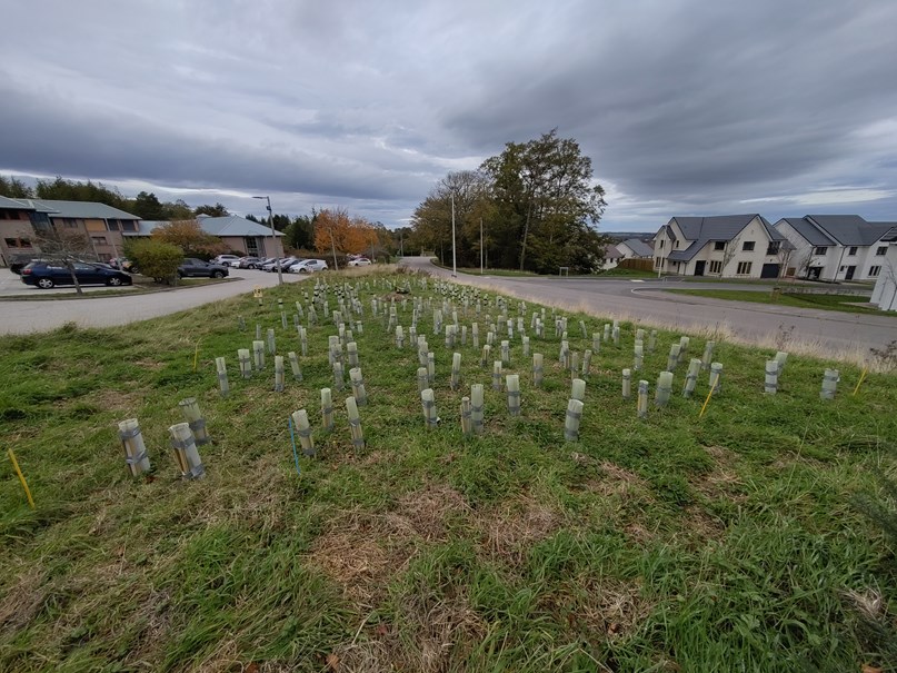 Saplings in a grass field in a suburban area.