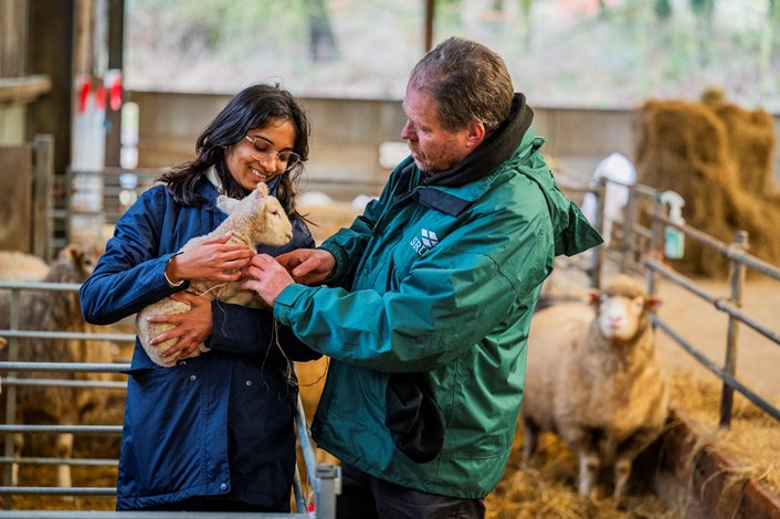 Woman holding a lamb standing next to a man in a sheep shed