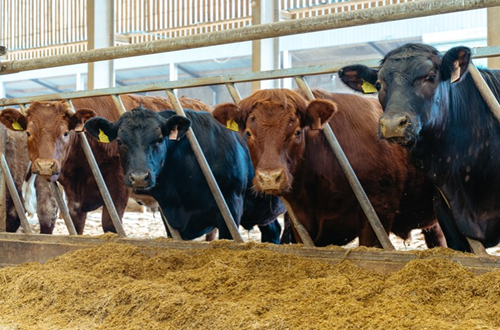Brown and black cows with feed